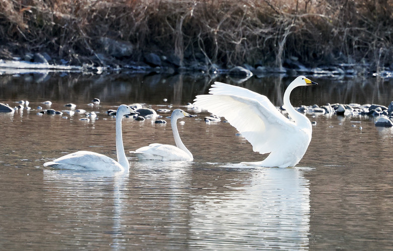 괴산 달천강에 내려앉은 ‘겨울 진객’… 큰고니 가족의 평화로운 외출